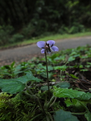 Viola pilosa