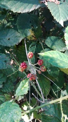 Rubus ulmifolius
