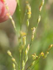 Urochloa arizonica