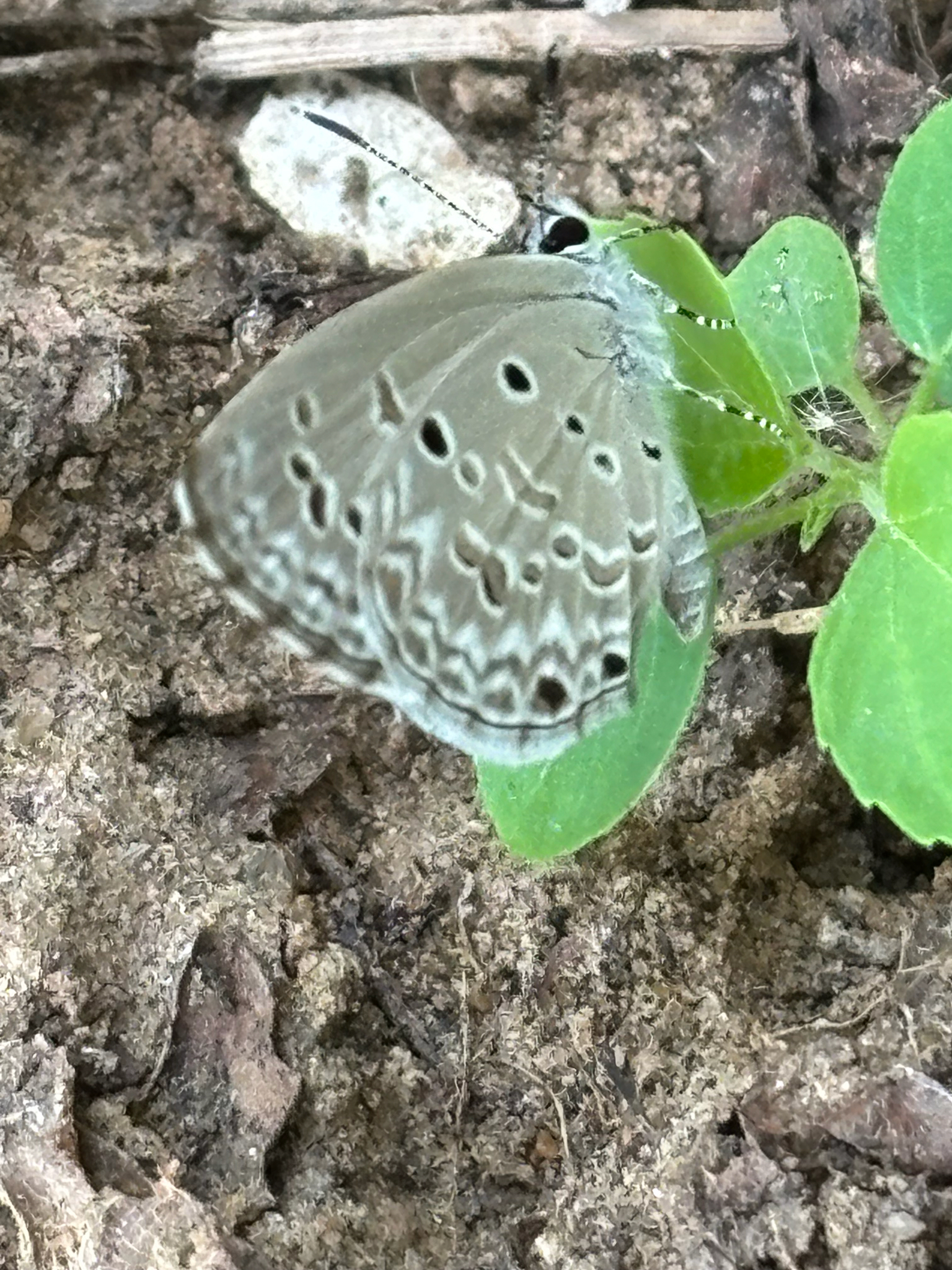 Lime Blue