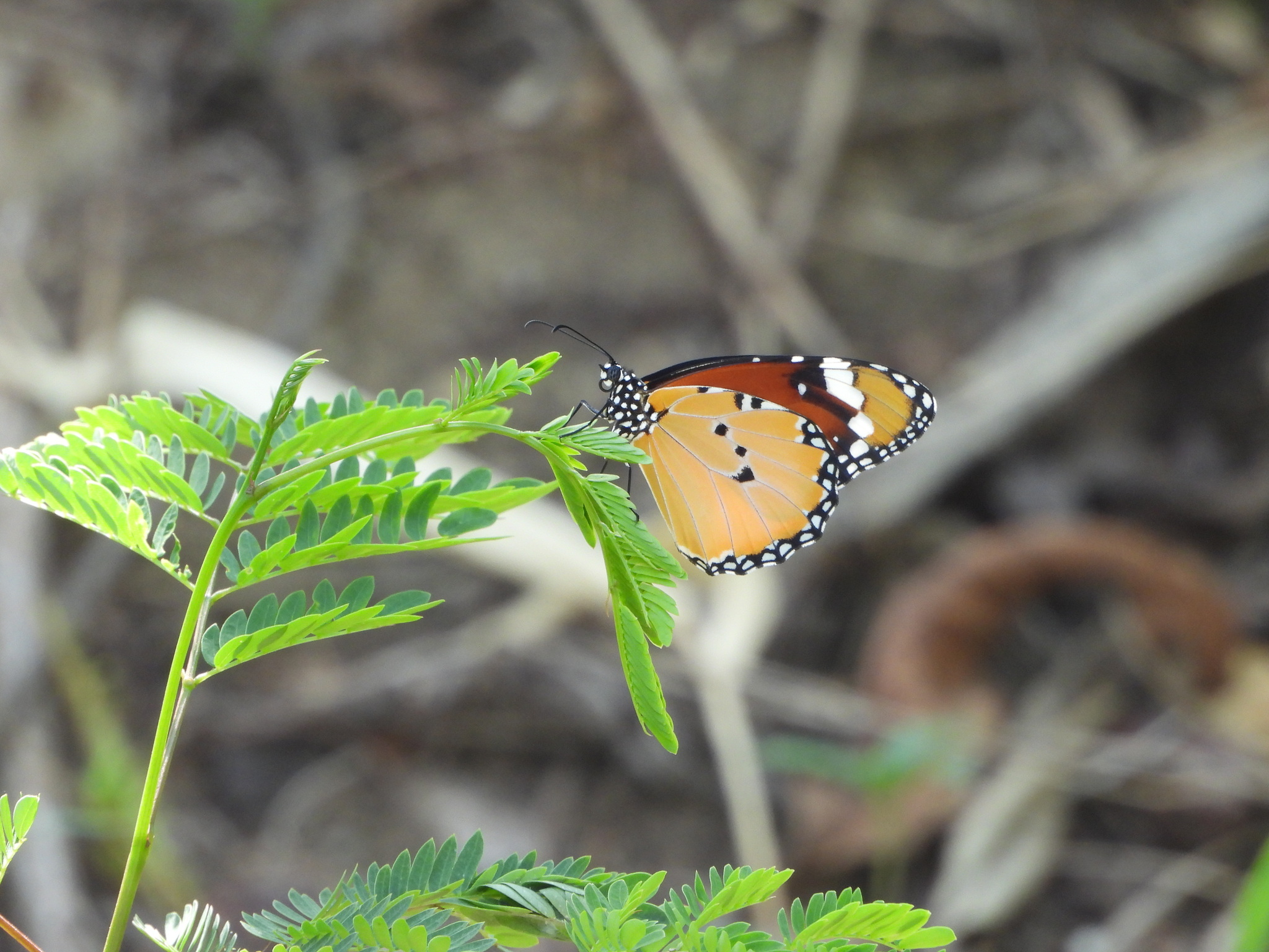 Plain Tiger
