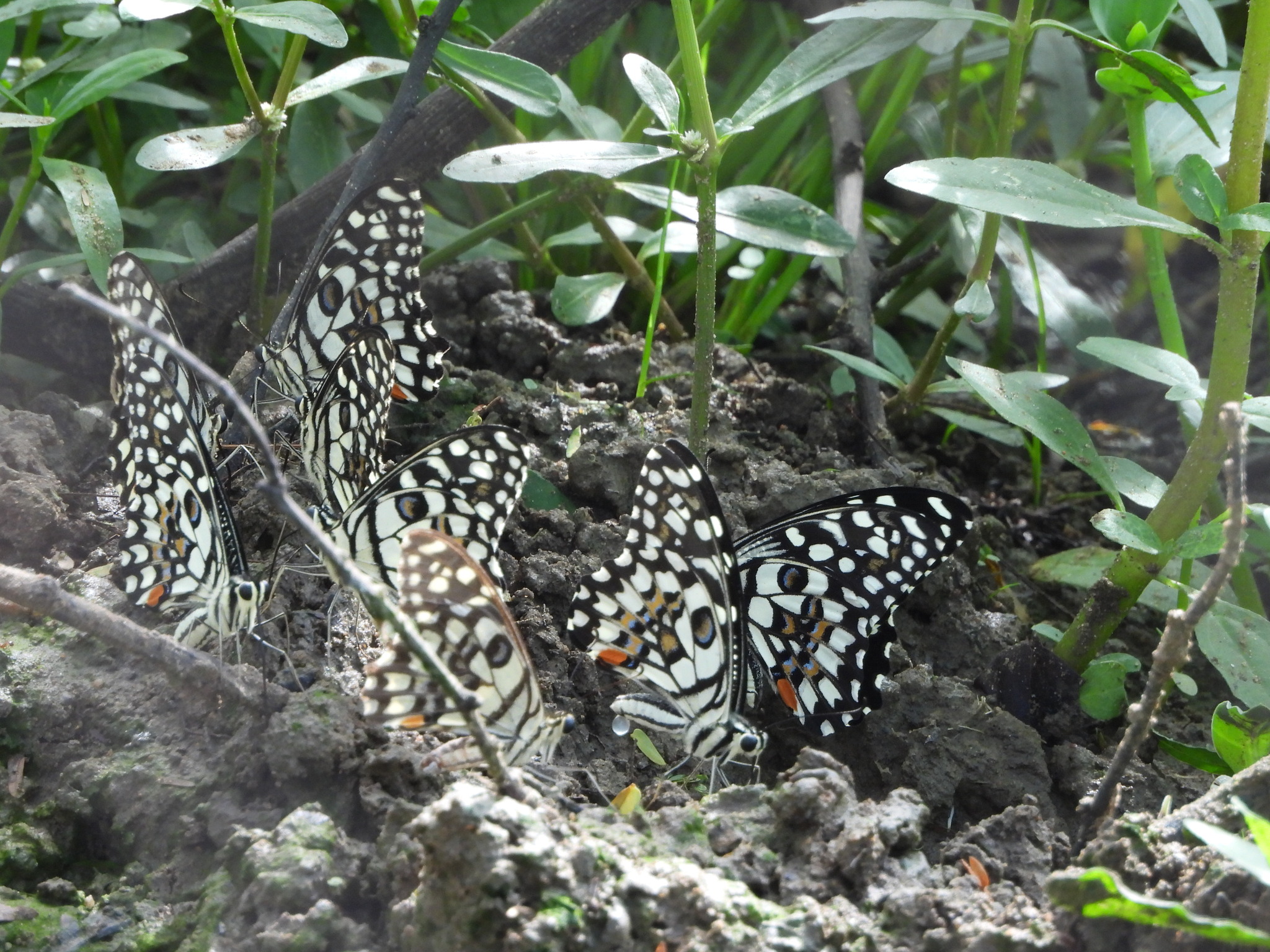 Lime Swallowtail
