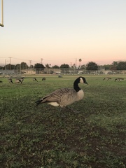 Branta canadensis