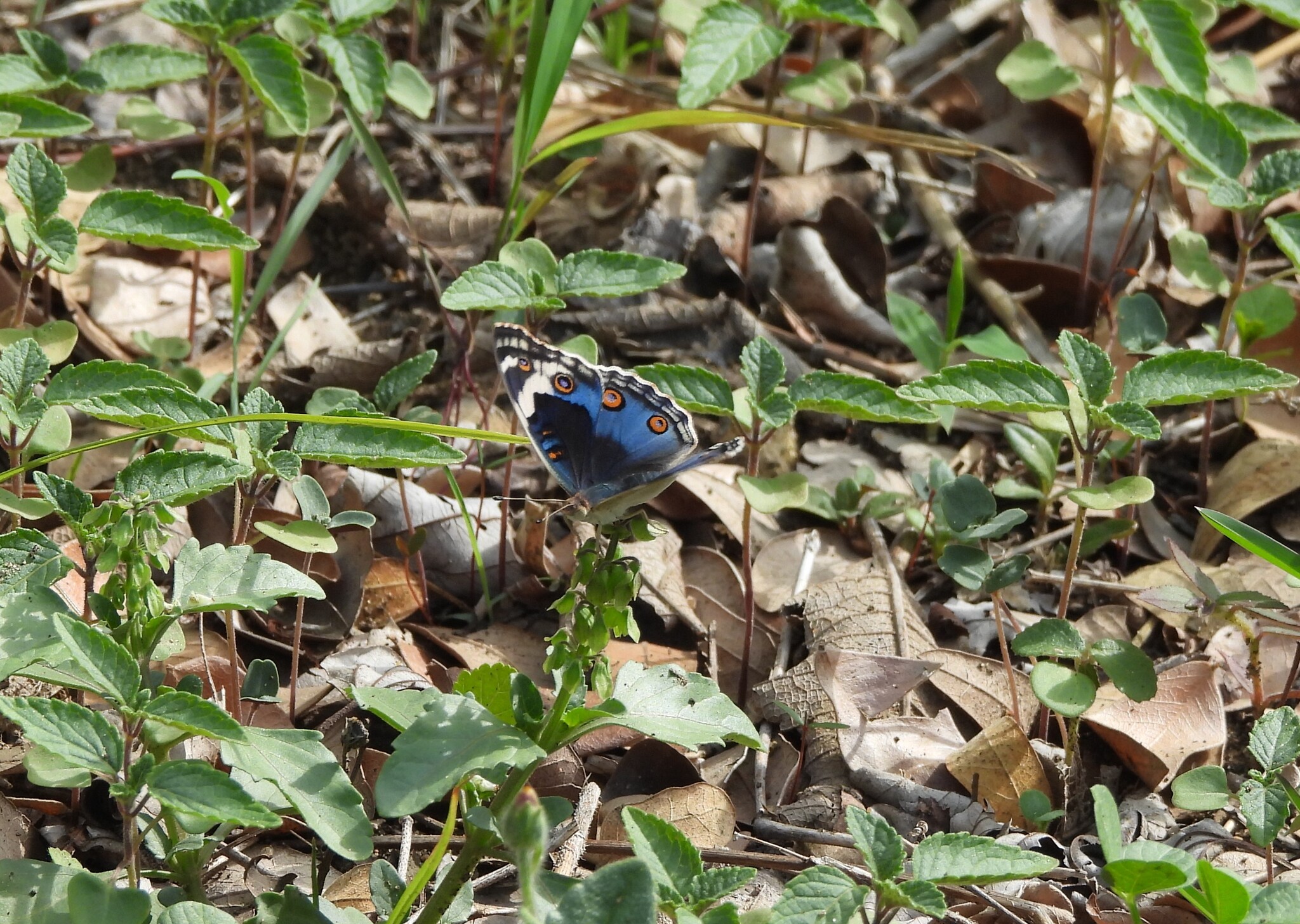 Blue Pansy