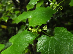 Zehneria maysorensis