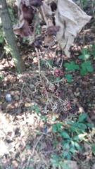 Rubus ulmifolius