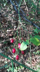 Rosa canina