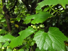Zehneria maysorensis