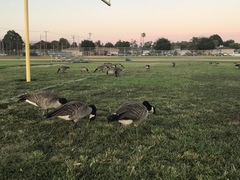 Branta canadensis
