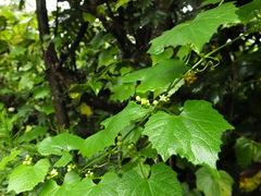 Zehneria maysorensis