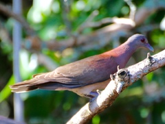 Nesoenas picturatus