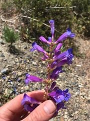 Penstemon subglaber