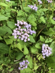 Conoclinium coelestinum