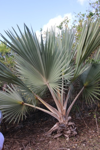 Latania loddigesii Mart.