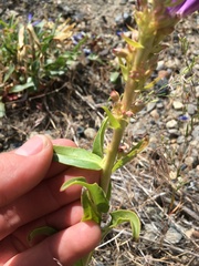 Penstemon subglaber