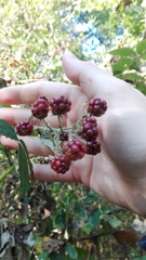Rubus ulmifolius