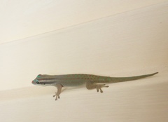 Phelsuma ornata