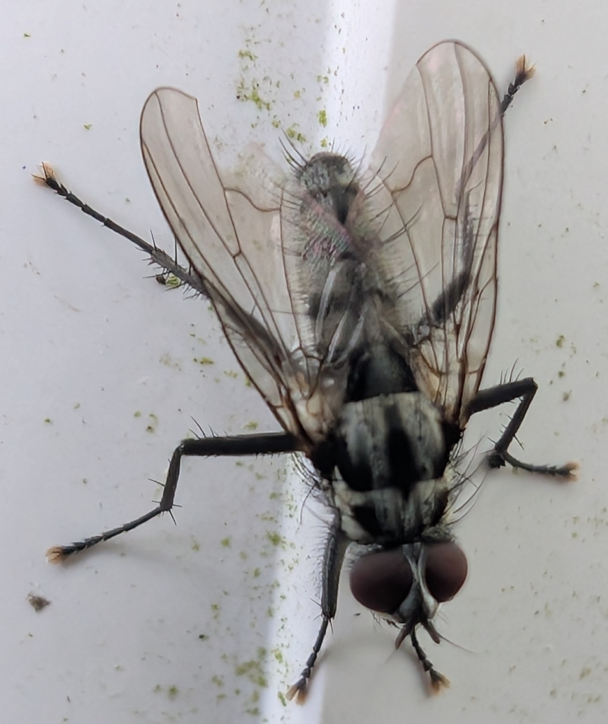 Eustalomyia histrio
