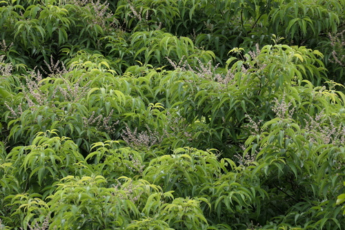 Vitex altissima (Vitex altissima)