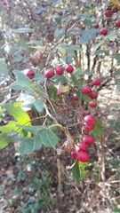 Crataegus monogyna