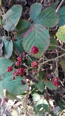 Rubus ulmifolius
