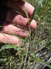 Urochloa arizonica