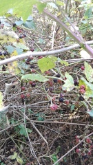 Rubus ulmifolius