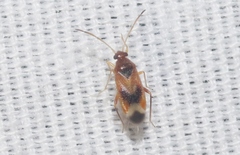 Ceratocapsus apicalis