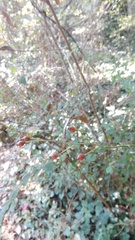 Rosa canina