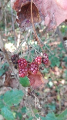 Rubus ulmifolius