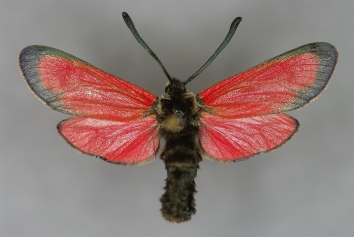 Zygaena rubicundus