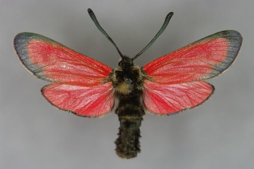 Zygaena rubicundus