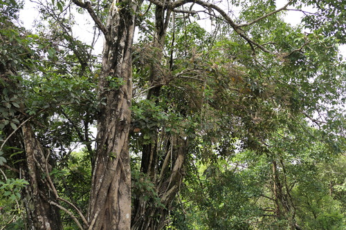 Heptapleurum venulosum