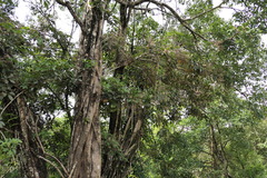 Heptapleurum venulosum