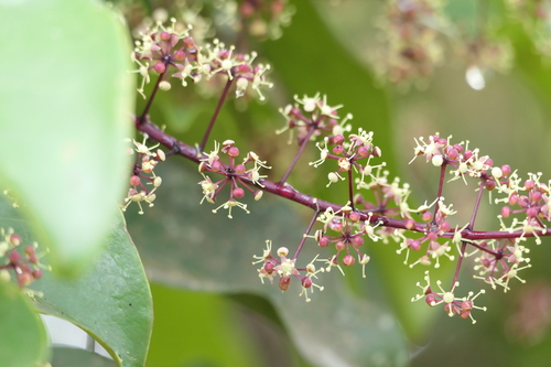 Heptapleurum venulosum, photograph 1