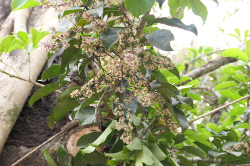 Heptapleurum venulosum, photograph 2