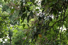 Heptapleurum venulosum, photograph (c) Dinesh Valke, some rights reserved (CC BY-SA)