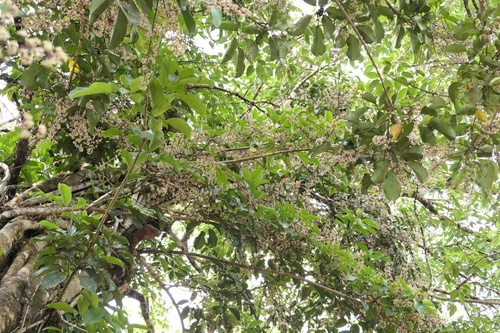 Heptapleurum venulosum, photograph 3