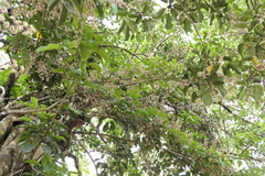 Heptapleurum venulosum, photograph (c) Dinesh Valke, some rights reserved (CC BY-SA)