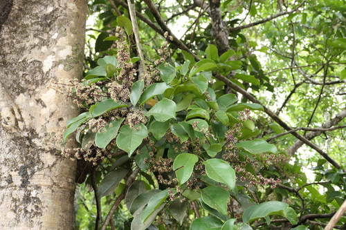 Heptapleurum venulosum, photograph 4