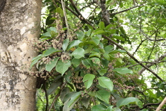 Heptapleurum venulosum, photograph (c) Dinesh Valke, some rights reserved (CC BY-SA)