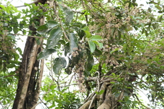 Heptapleurum venulosum, photograph (c) Dinesh Valke, some rights reserved (CC BY-SA)