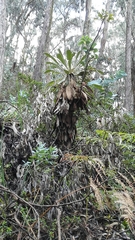 Espeletia corymbosa