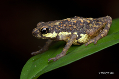 Inger's Short-Legged Dwarf Toad photo 1