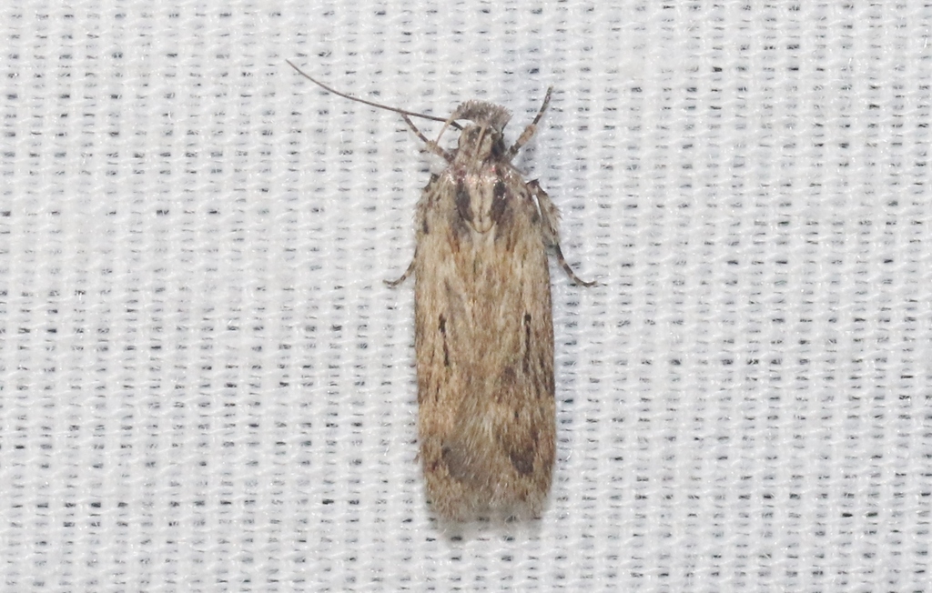 Aroga trilineella