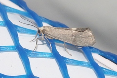 Cisthene dorsimacula