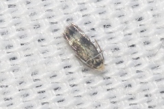 Stigmella variella