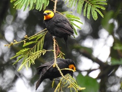 Ploceus melanogaster