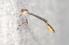 Leptopteromyia americana