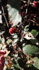 Rubus ulmifolius